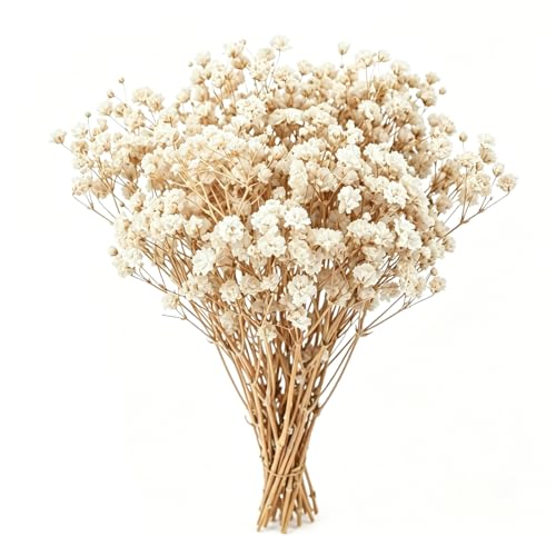 LAKPYN 50 PièCes Souffle De BéBé Fleurs SéChéEs,Pour Diy Cadres Photo, Marque-Pages, Cartes De VœUx,DéCoration De Fleurs Artificielles,Collection De...