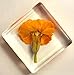 38mm Real French Marigold Flower in Crystal Clear Lucite Resin Specimen Botanist Herb Herbarium Tagetes Patula Collection for Botany Science Education & Desk Ornament Display Small Paperweight