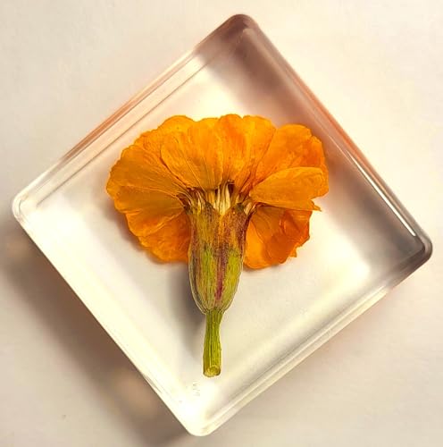 Image of 38mm Real French Marigold Flower in Crystal Clear Lucite Resin Specimen Botanist Herb Herbarium Tagetes Patula Collection for Botany Science Education & Desk Ornament Display Small Paperweight