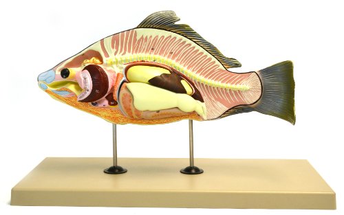 Image of Eisco Labs Model, Fish (Carp), 16 inch Long - Removable Air Bladder, Intestine, Stomach