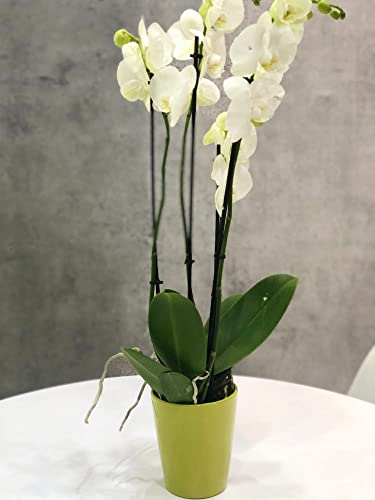 Kotarbau - Ceramic Orchid Flower Pot Height 150mm Diameter 120mm Green, 1 item - Image 3