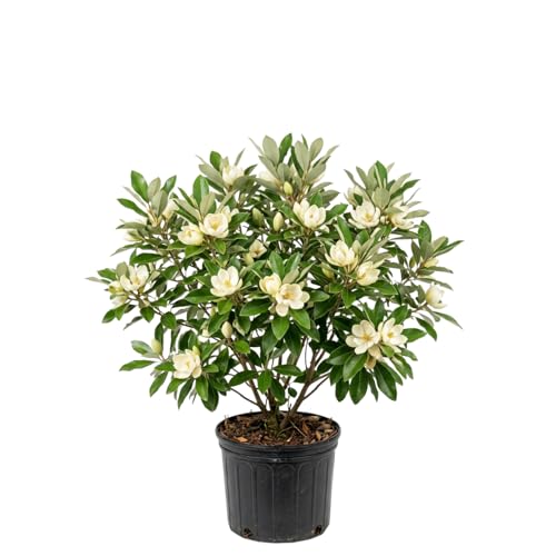 Sweetbay Magnolia Tree Live Plant Fragrant Perennial Ornamental Plants in 3 Gal Pot 2-3 Ft Tall Outdoor Planting No Ship to CA