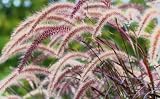 Pennisetum setaceum ‘Rubrum’ Red Fountain Grass Live Plants – Ornamental Burgundy Grass – 2 Pack – 2.5 inch Container Grown Nursery Plants