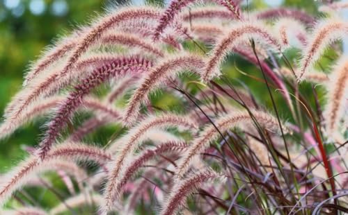 Pennisetum setaceum ‘Rubrum’ Red Fountain Grass Live Plants – Ornamental Burgundy Grass – 2 Pack – 2.5 inch Container Grown Nursery Plants