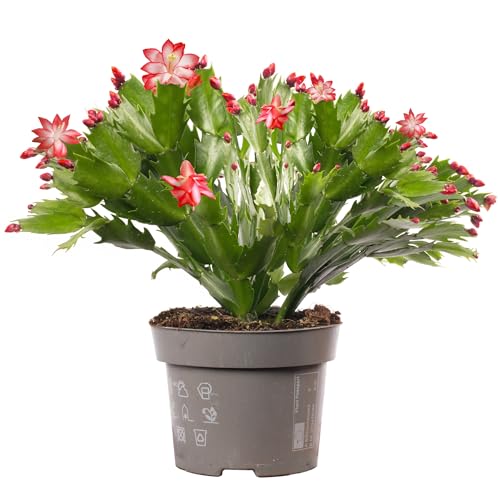 Christmas Cactus - Schlumbergera Red House Plant - Christmas Plants and Flowers, Winter Flowering Plants for Gifts, Easy Care Houseplants with Red Flowers (13cm Pot, 20-30cm)