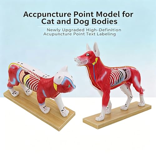 Modelo de demostración de acupuntura para mascotas y mediodía animal 6