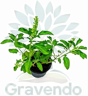 Live Tulsi Plant (Holy Basil) with White Plastic Pot – Sacred, Medicinal, Air-Purifying Plant for Home, Office, Pooja, Indoor & Outdoor Gardening – Rama Tulsi, Krishna Tulsi