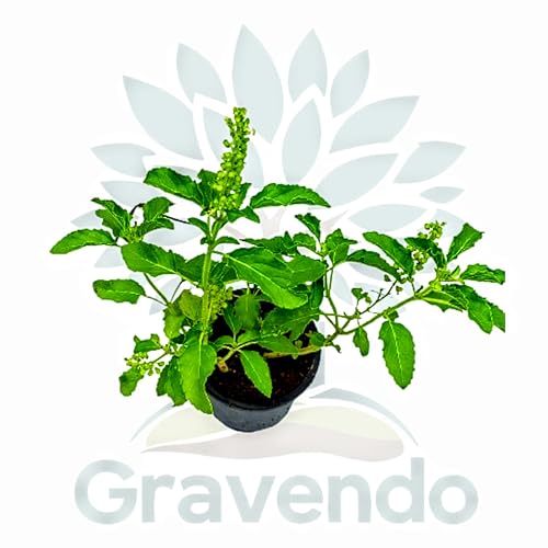 Live Tulsi Plant (Holy Basil) with White Plastic Pot – Sacred, Medicinal, Air-Purifying Plant for Home, Office, Pooja, Indoor & Outdoor Gardening – Rama Tulsi, Krishna Tulsi