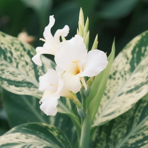 Canna Bulbs for Gardens/Canna Lily Plants UK/Vibrant Floral Display/Potted/Plants/Rhizome/Ornamental/Resistant/Bedding/Gorgeous【BNSOIDE】-D-1 Bulbs