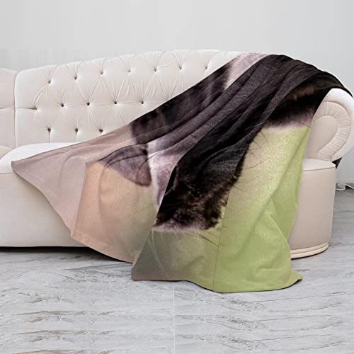 Couverture en peluche chien noir en microfibre douce - 5