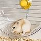 Hamsterrad 21 cm, Laufrad Hamster Leise Spinner, Hamstertrainingsrad, Hamster Spinner, Leise Hamster Spielzeug Transparent, Hamster Rad Kunststoff für Eichhörnchen Chinchillas Rennmäuse