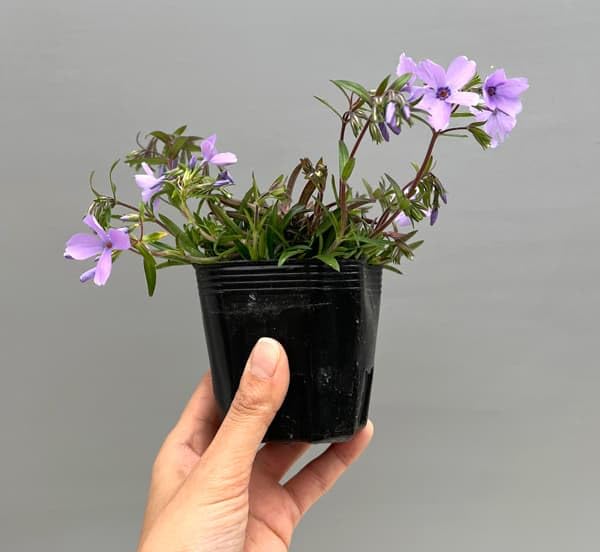 Amazon.co.jp: 倍咲く芝桜（シバザクラ）：ウッドランダー