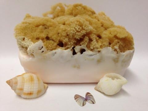 Goat's Milk and Olive Oil Soap Bar with Attached Natural Organic Sea Sponge.Hand Crafted in FloridaAll Natural Moisturizing SoapThe Best Sea Sponge Soap Combination (Lilac)
