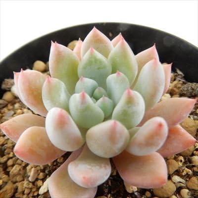 Amazon Swkエケベリア オレンジシャーベット 多肉植物 エケベリア 7 5cmポット 観葉植物 オンライン通販