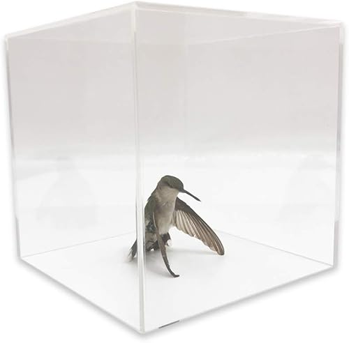 Miniatura 4 de Cubo de exhibición de acrílico (5 "x 5" x 5" - 0.118 in) Exhibición de joyeríacomercializacióncajaalmacenamiento Paquete de 4 super Saver