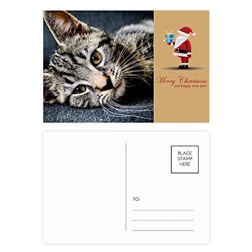 Cartes postales motif rayures de chat : lot de 20 jolies cartes à écrire