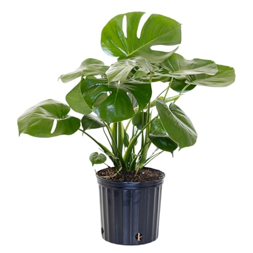 United Nursery Monstera Deliciosa – Swiss Cheese Plant in 10” Grower Pot – 24–28 Inches Tall – Tropical Air-Purifying Indoor Plant with Split Leaves – Easy-Care Greenery for Home or Office