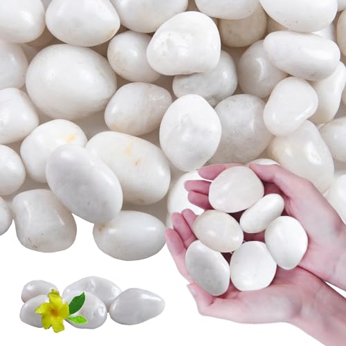 Image of 20Ib White River Rocks for Landscaping- High Polished Pebbles for Plants-Garden Decorative Stones-1-2 Large Plant Rocks,Ideal for Aquarium, Home Decor