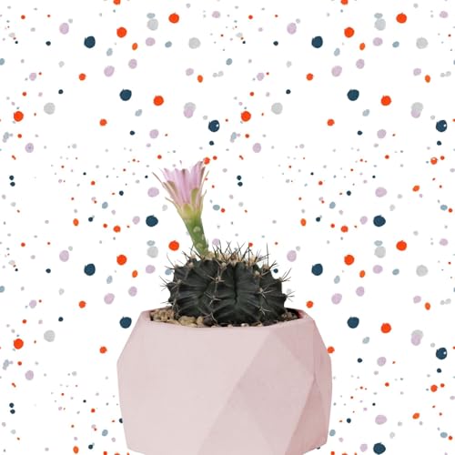 Cactus Confetti 1-Abril-2025