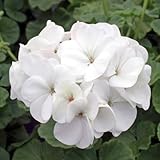 2 Geranium Plants Live, Vibrant Blooms, Hardy Perennial Geranium Flowers 4-8 Inches, Indoor Outdoor Planting (White)