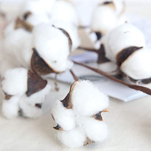 Cengnian Natural Dried Cotton Stems For Home Decoration Or Diy Wedding Bouquets thumb #6