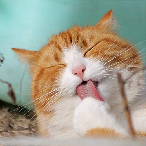 Chillout Sounds for Relaxation de Music for Cats Deluxe, Jazz Music for Cats, Music for Relaxing