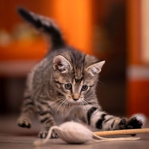 Jouer avec son chat : les erreurs qui favorisent les morsures et les griffures