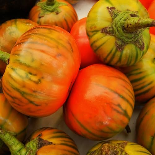 Organic Turkish Orange Eggplant Seed 1 Gram ~230 Seeds – Solanum aethiopicum | Non-GMO, Heirloom | Unique Baseball-Sized Fruits | High-Yield, Container Friendly | 70-90 Days | Sweet When Young
