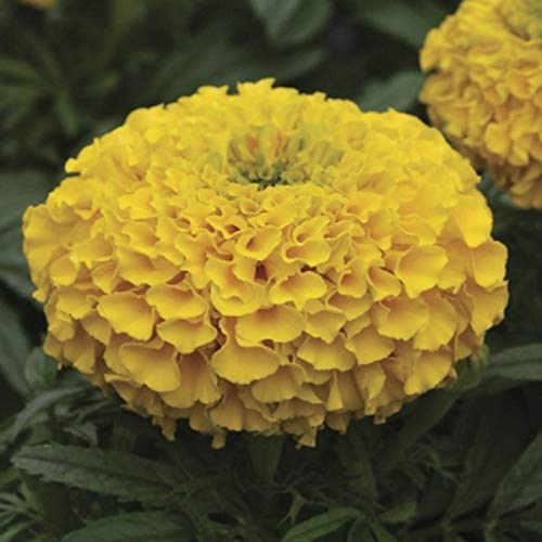 Marigold African F2 Yellow (B08QRTPDGQ) Amazon Price History, Amazon Price Tracker