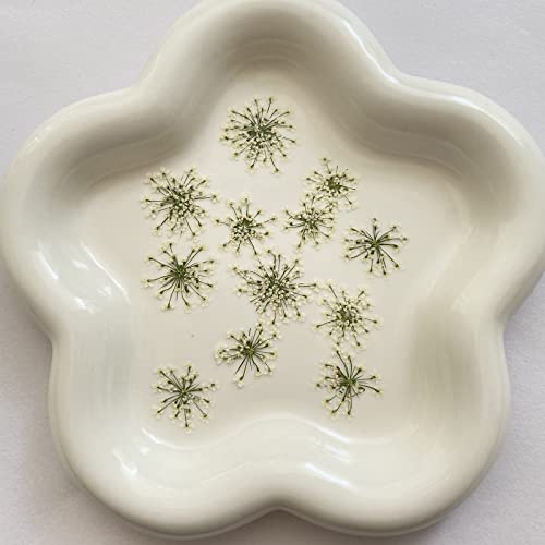 100 piezas flores secas Ammi majus prensadas naturales miniatura 4
