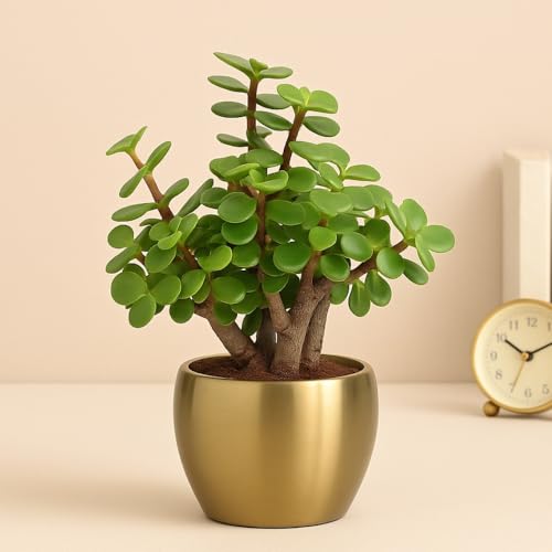 Image of Half Engineer Jade Plant In Gold Tone Metal Pot 3 X 3 Inch Pot Included with Rakhi |Rakshabandhan Gift For Brother Bro Bhai (Rakhi Gift Set)
