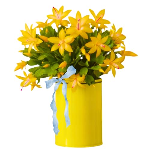 Christmas Cactus Plant Live Starter Holiday Thanksgiving Cactus Plant for Indoor Outdoor Houseplants Fasle Easter Cactus Plants Like Cold Hardy 5-9 in Tall (Yellow)