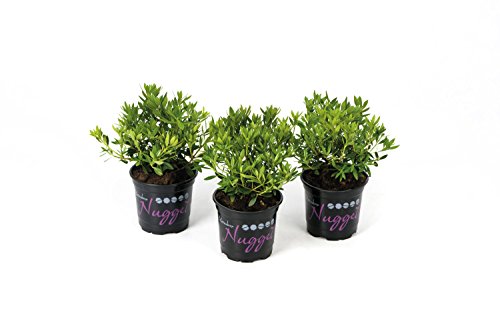 !!WELTNEUHEIT!! Nugget® by Bloombux® – flower & form by INKARHO® 15-20 cm Nugget 1 VE = 5 Pflanzen – Bild 3