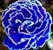 Saavyseeds Cobalt Carnation Seeds - 35 Count