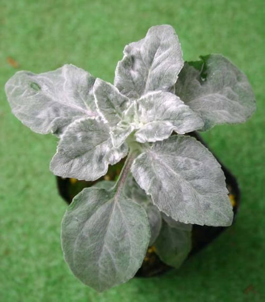 Amazon｜ハッピーガーデン 花苗 ヒマワリ シルバーサンシャイン