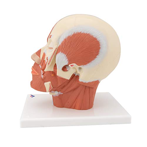 Image of 3B Scientific VB127 Head and Neck Musculature - 3B Smart Anatomy