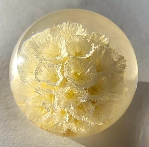 Image of 60mm Real White Windmill Fruit Starflower Flower Pincushion Seeds in Clear Lucite Resin Paperweight Ball Scabiosa Stellata Anniversary Wedding Valentine Mother's Day Gift Herbarium Display Collection