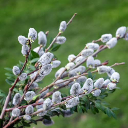 Live Pussy Willow Plant 1 Year Old Pussy Willow in 2.5 Pot Hardy Ornamental Shrub Winter Dormant