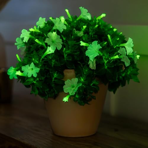 Firefly Petunia Live Plants (3 Glowing Plants) – Glow-in-The-Dark Bioluminescent Flowers | Fragrant White Blooms | Indoor/Outdoor | Unique Gift by Light.Bio