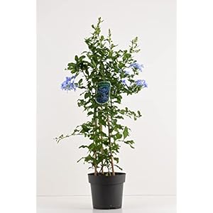 Pianta Plumbago blu Vaso 18cm H. 30/40CM
