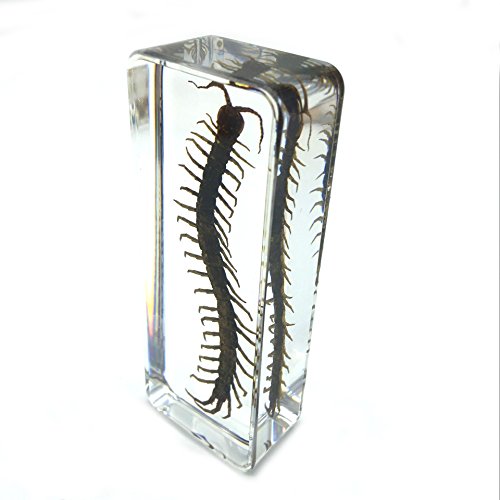 Centipede（Chilopod）（Scolopendra）Paperweights Specimen For Science Education Paperweight For Book For Office For Desk(4.4X1.6X1.1") #TOP1