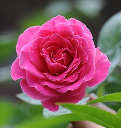 Miniatura 3 de Perfume de almizcle de China Essense sin alcohol, aceite de perfume de almizcle de China, vegano, sin crueldad, sin parabenos, sin sulfato, de larga