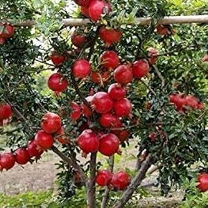 Gorgeous Glory Garden Live Super Bhagwa Anar Plant Bhagwa Pomegranate Outdoor Garden Fruit Plant red Anar Plan (1 feet Height) With Pot (B0D4JB6Q25) Amazon Price History, Amazon Price Tracker