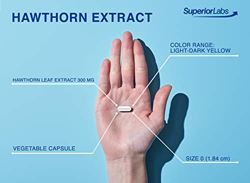 Superior Labs — Best Hawthorn Vitamin Supplement Nongmo, Non Synthetic — 300 Mg Dosage, 120 Vegetable Capsules — Powerful Antioxidant — Healthy Digestion — Circulatory & Cardiovascular Health #TOP2