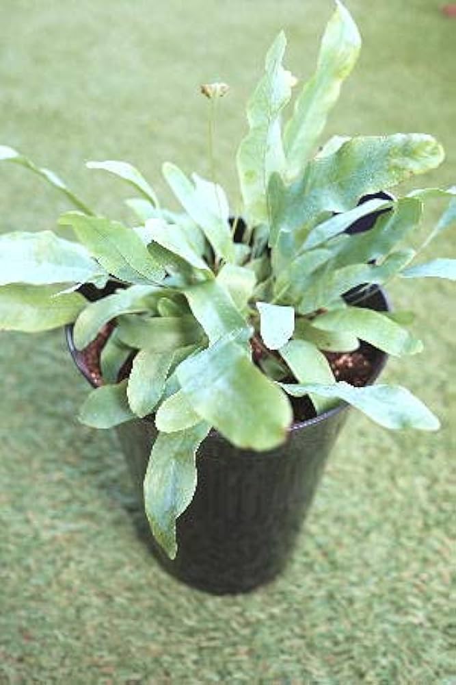 コビトホラシノブ 希少 小型シダ植物 パルダリウム