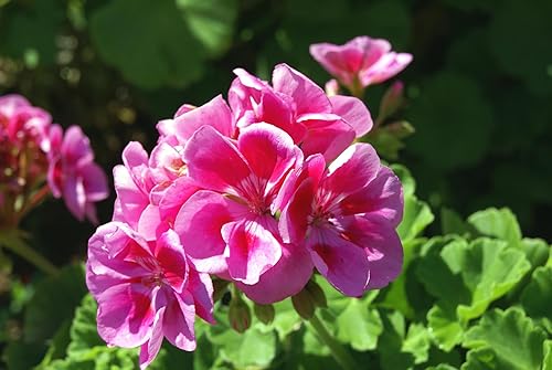 Nouveau Frais 100 pièces graines de fleurs de géranium Pelargonium