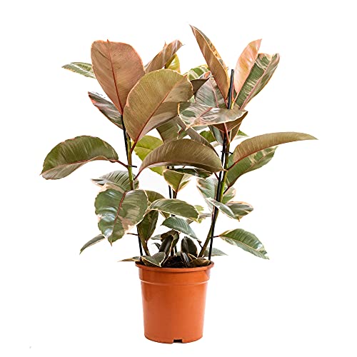 Bonplants Ficus Elastica, Elegante Pianta Vera, Fico del Caucciù, Vaso 21 cm (Belize Vaso da Vivaio)