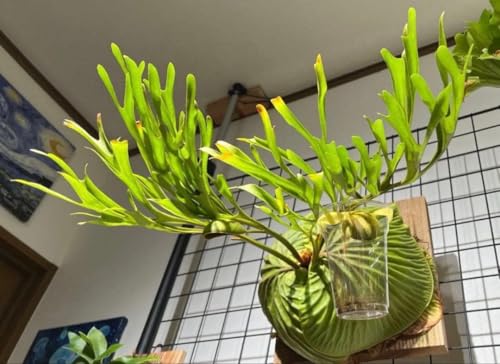 観葉植物 ビカクシダ リドレイ」の人気商品一覧 | 安い商品を通販