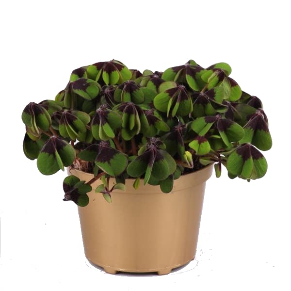 Planta de la Fortuna Natural Trébol de 4 Hojas - Oxalis Deppei -