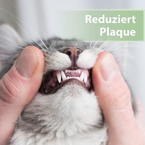 Felisept Zahnpflege Finger-Pads für Katzen 50 Stück - Fingerlinge für effektive Katzen Zahnpflege, Mundhygiene und frischen Atem - Reduziert Plaque - Zahnreiniger Katze - Zahnpflege Katzen